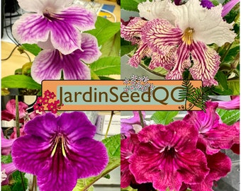 Streptocarpus hybridus Cape primrose 50 seeds Mix 1