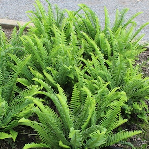 200 sporen zaden Nephrolepis cordifolia Zwaardvisgraatvaren Kroonvaren