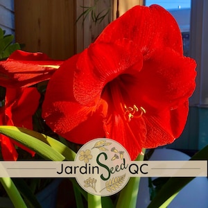 Amaryllis super red 12 graines - Bulbe à fleurs rouges