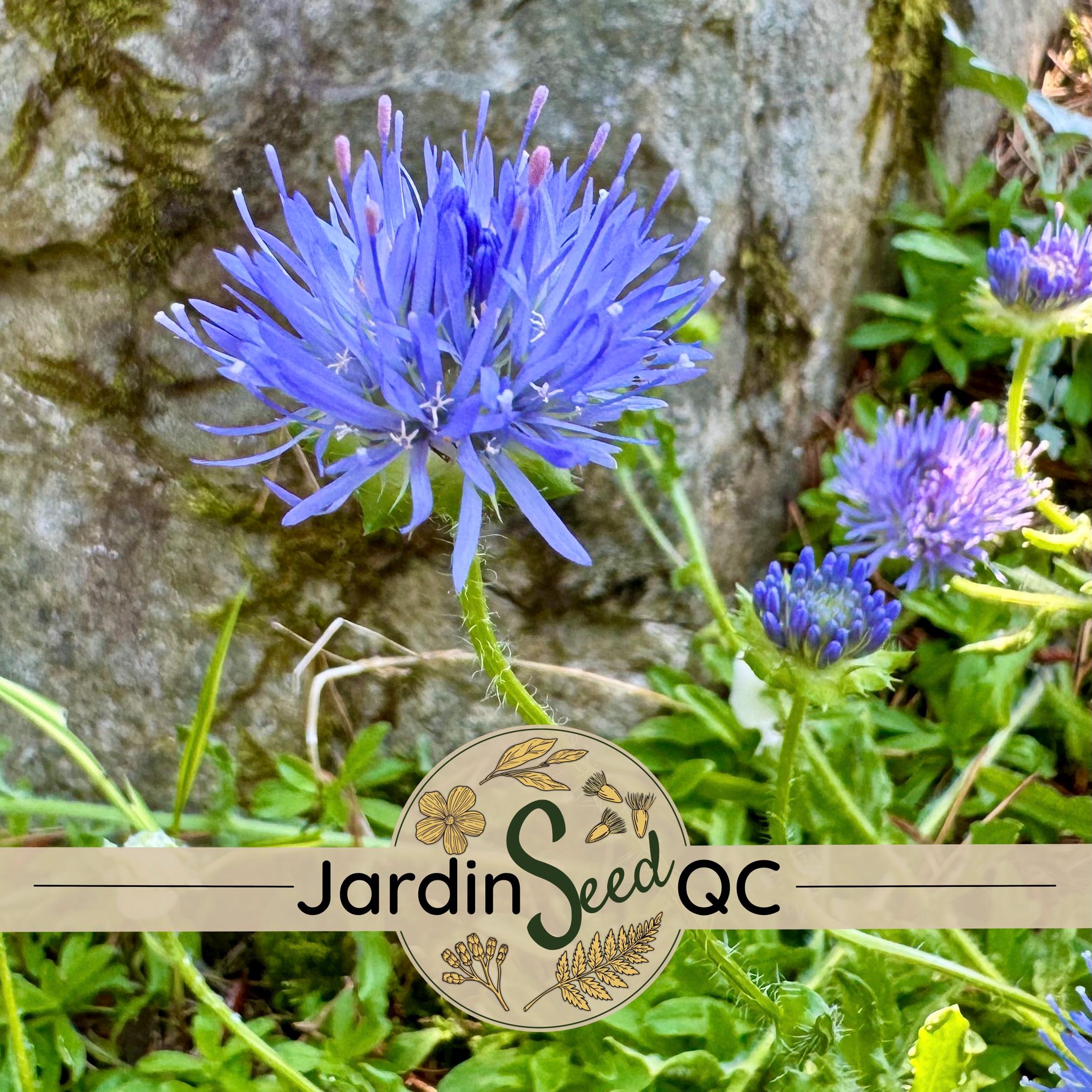 sarmentosum plant Lolot Plant, Piper sarmentosum | Live Medicinal Herb