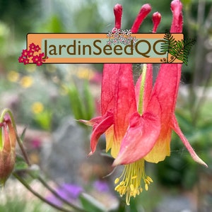 Aquilegia canadensis - Eastern red columbine  (30 seeds)