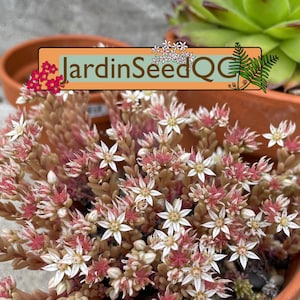 50 Sedum hispanicum Spanische Fetthenne 50 Samen