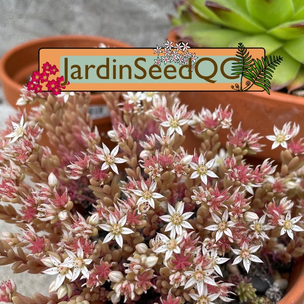 Sedum hispanicum Spanish Stonecrop (50 seeds )
