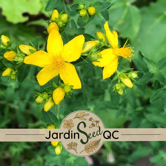 Hypericum Perforatum St. John's Wort 100 Seeds - Etsy Israel