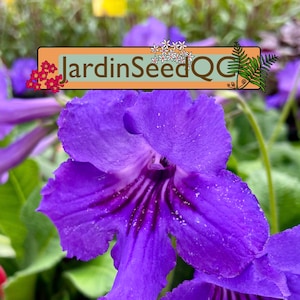 Drehfrucht Streptocarpus Streptokarpus (30 Samen)