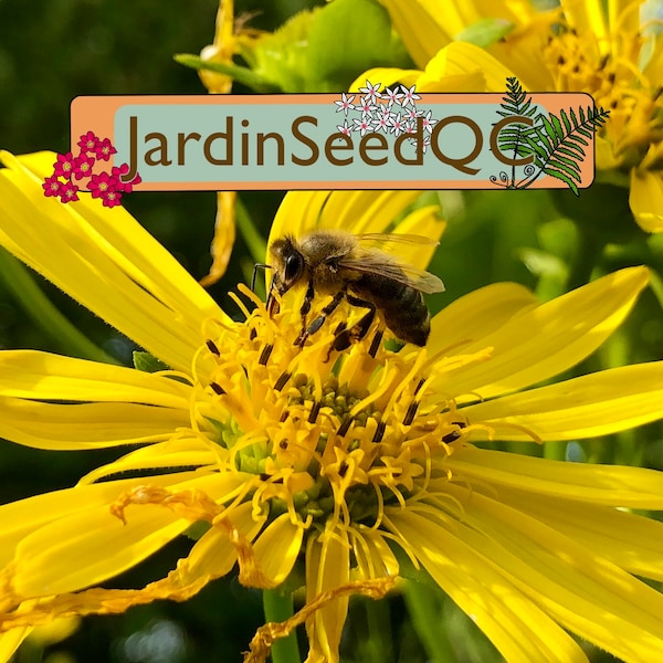 Silphium perfoliatum - Cup plant (40 seeds)