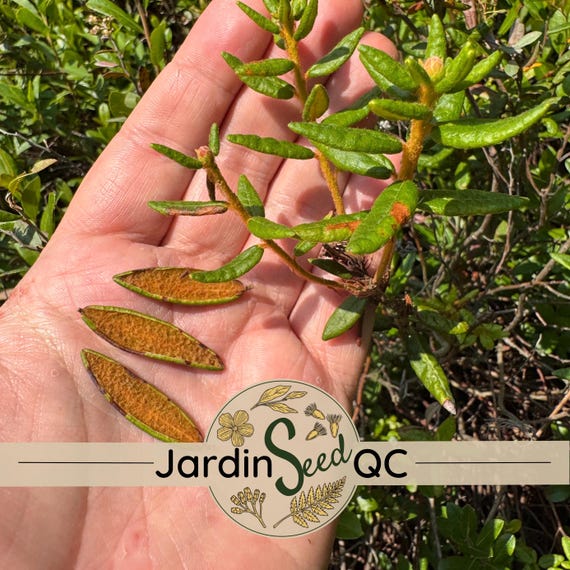 Rhododendron groenlandicum (Labrador-Tee), 100 Samen, heimische Pflanze aus  Quebec - Etsy.de