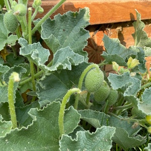 Squirting cucumber Ecballium elaterium 15 seeds Plant curiosity Fresh seeds image 2