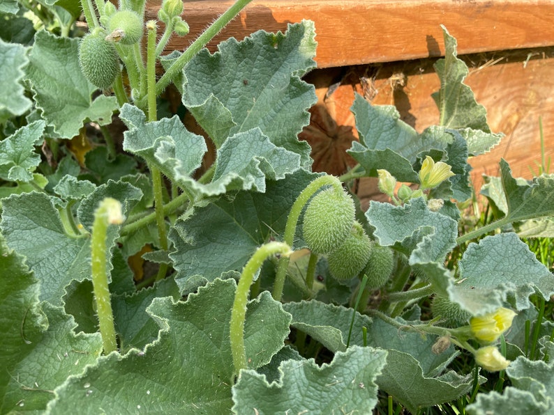 Squirting cucumber Ecballium elaterium 15 seeds Plant curiosity Fresh seeds image 2