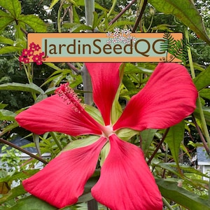 Hibicus coccineus 10 Samen Texas Star