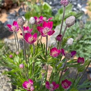 Pacific Anemone multifida 25 seeds image 2