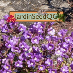 Aquilegia canadensis - Eastern red columbine  (30 seeds)