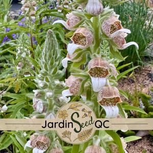 Digitalis lanata Digitale laineuse 30 graines