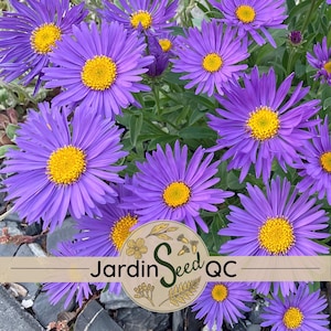 Aster alpinus - Aster alpino (25 semillas)