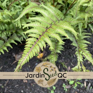300 spores / seeds Athyrium niponicum Painted japanese fern ***Fresh collected