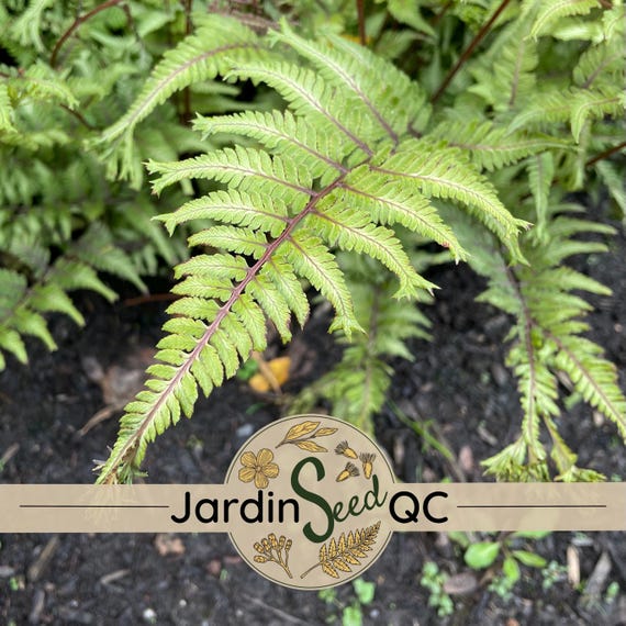 Athyrium niponicum Japanischer bemalter Farn (300 Samen/Sporen) - Etsy  sterreich