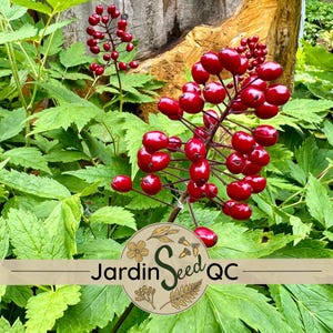 Actaea rubra 20 zaden Rode Baneberry - Inheemse plant van Quebec