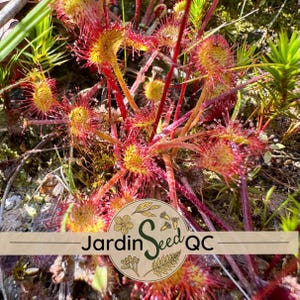 食虫植物 ドロセラ レギア　送料無料 Drosera regia - Etsy 日本