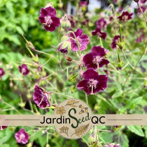 Geranium phaeum - Dusky cranesbill - Geranium livide (5 semillas) raro !