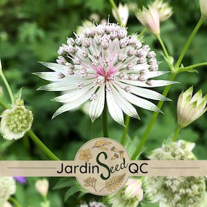 Può includere: Primo piano di un fiore di Astrantia bianco e rosa con dettagli verdi. Il fiore presenta un gruppo centrale di piccoli fiori circondati da petali appuntiti. L'immagine include il testo "Jardin Seed QC" in un logo circolare.