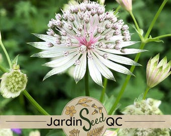 Astrantia major blanca 20 semillas