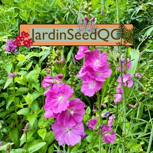 Aquilegia canadensis - Eastern red columbine  (30 seeds)