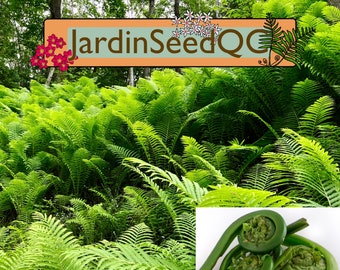 500 spores seeds Matteuccia struthiopteris fiddleheads ostrich fern *** Best Fresh seeds ***