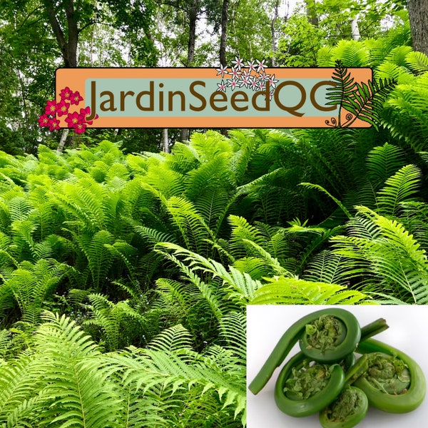 500+ Sporen / Zaden Struisvaren Matteuccia struthiopteris Fiddlehead ***Verse Zaden***