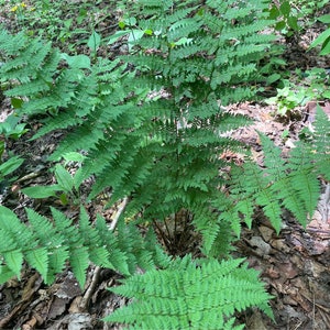 100 spores / seeds Long beech-fern Phegopteris connectilis Spinulose shield-fern