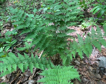 100 spores / seeds Long beech-fern Phegopteris connectilis Spinulose shield-fern