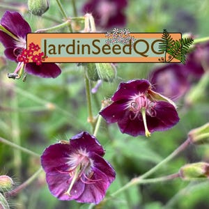Geranium phaeum Dusky Cranesbill - Livid Geranium 5 seltene Samen!