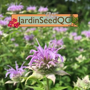 200 seeds Monarda fistulosa Wild bergamot