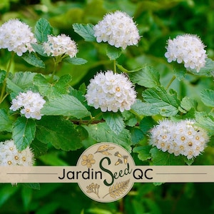 Pode incluir: Close-up de flores brancas e esféricas com centros amarelos, rodeadas por folhas verdes. As flores estão em plena floração, criando uma cena natural exuberante. A imagem inclui o texto "Jardin Seed QC" em uma faixa.