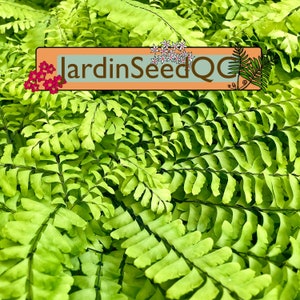 300 nasion zarodników Adiantum pedatum Maidenhair Fern Capillary z Kanady