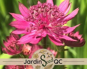 20 GAURA 'THE BRIDE' Graines De Fleurs / Reseeds