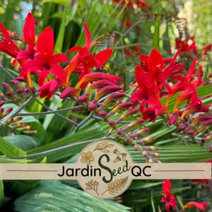 Crocosmia lucifer (30 semillas)