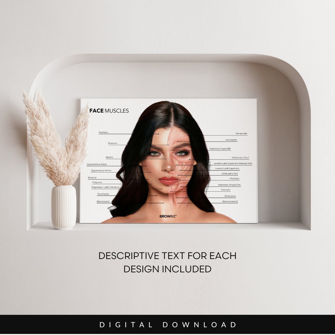 OHMYBROW BIZ® Facial Anatomy Charts Overlays for Estheticians ...