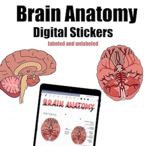 Op de afbeelding: Digitale stickers van de menselijke hersenen anatomie, gelabeld en ongelabeld. De stickers zijn roze, rood en geel. De afbeelding toont een tablet met een digitale tekening van de hersenen en slagaders.