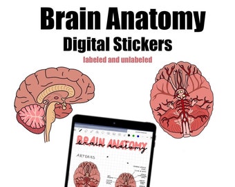 Brain anatomy digital stickers / medical and biology sticker / PNG File for GoodNotes, OneNote etc. / Neurology study material