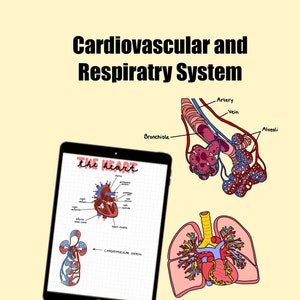 Cardiovascular and respiratory system digital stickers / Anatomy stickers / PNG file for note taking / for GoodNotes, OneNote etc...