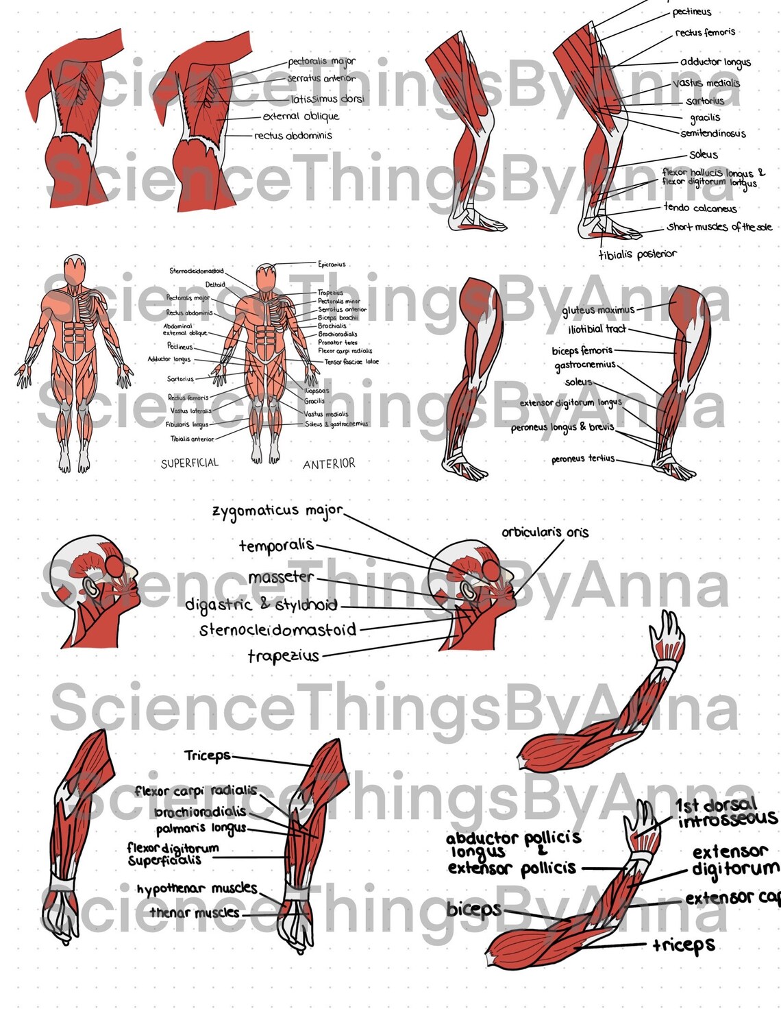 Muscles Digital Anatomy Stickers / Anatomical Stickers for Goodnotes, Onenote Etc... Etsy