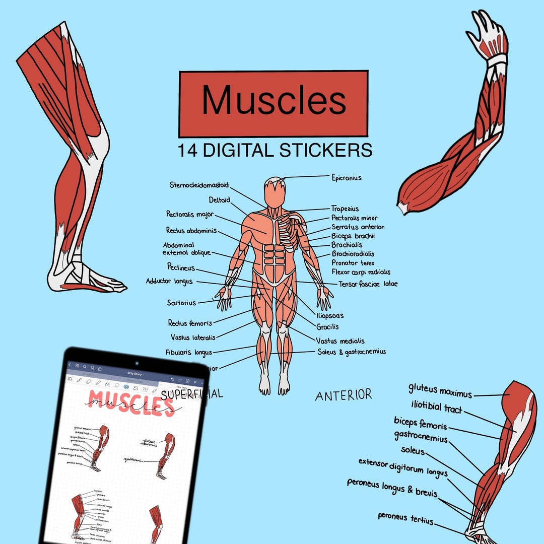 Muscles Digital Anatomy Stickers / Anatomical Stickers for Goodnotes, Onenote Etc... Etsy