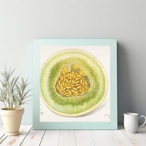 Illustration botanique détaillée d'une coupe transversale de melon avec notes manuscrites et signature - Tirage d'art vintage