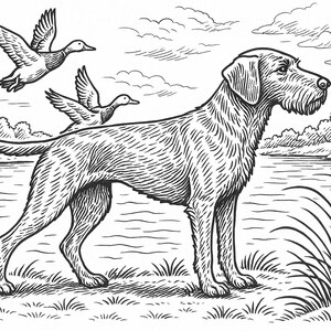 Peut inclure: Illustration en noir et blanc d'un chien debout près d'un plan d'eau avec deux canards volant au-dessus. Le chien a un long museau et un pelage hirsute. L'arrière-plan comprend des arbres, de l'herbe et un ciel nuageux.
