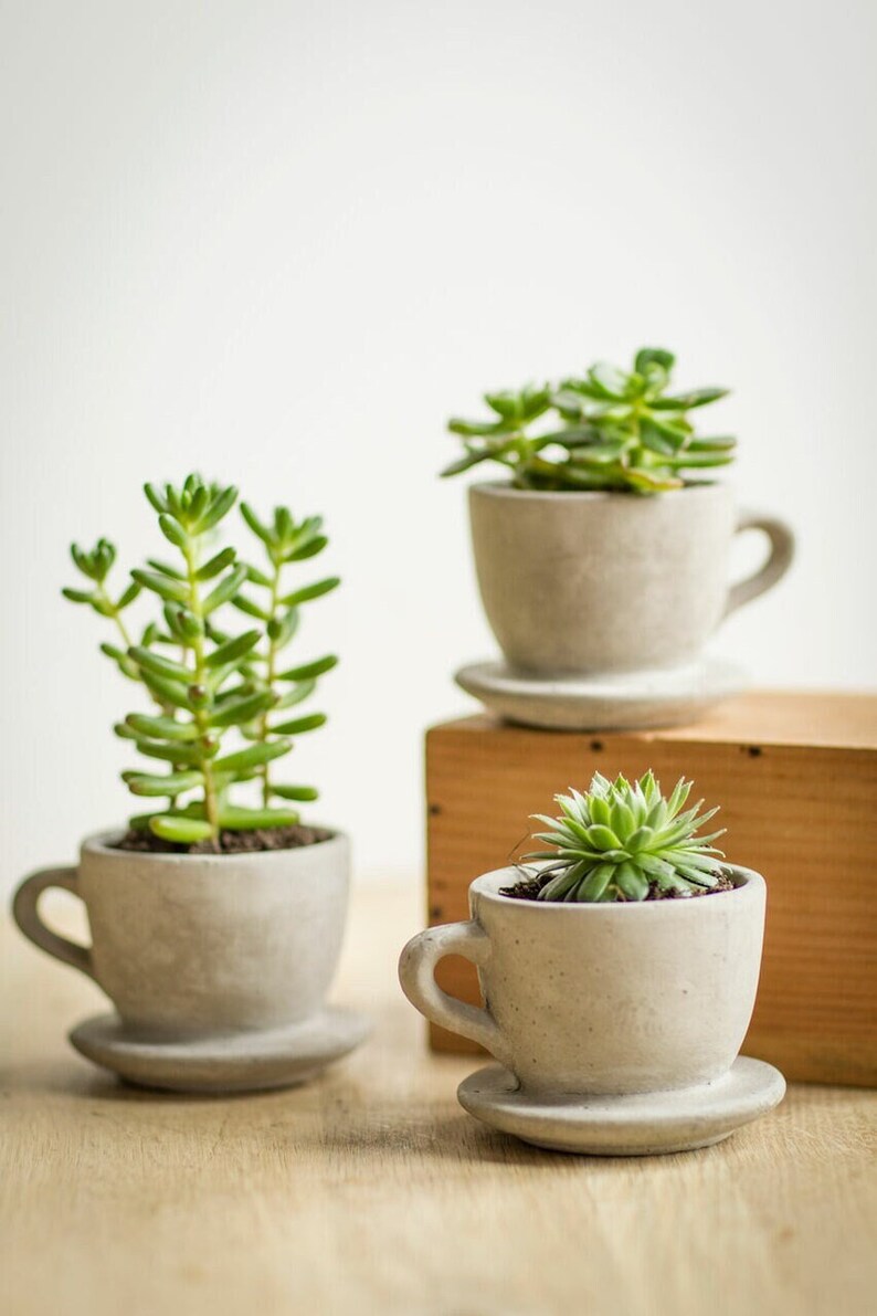 Set of 2 Concrete Tea & Coffee Cup Planter Succulents Planter Etsy