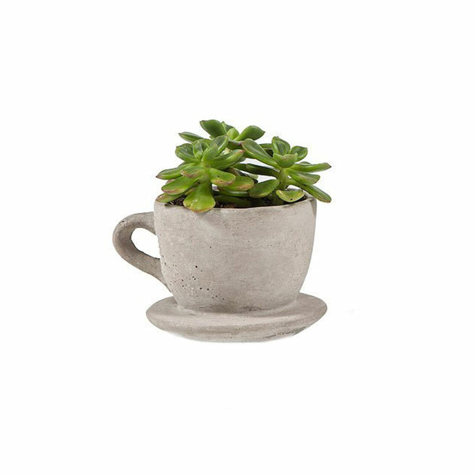 Set of 2 Concrete Tea & Coffee Cup Planter Succulents Planter Etsy