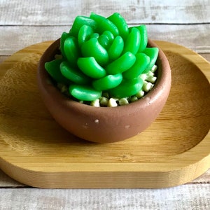 Succulent Soap, Gift Soap, Plant lovers, Decorative Soap.