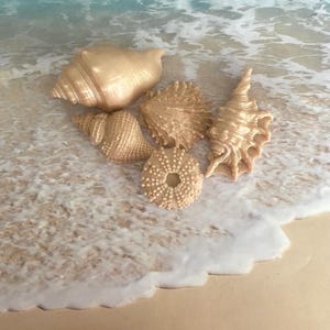 May include: An assortment of beige seashells, including conch and spiral shapes, are arranged on a sandy surface with gentle waves in the background. The shells vary in size and texture, creating a natural, coastal theme.