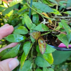 Unrooted Cutting - Hoya lacunosa Ruby Sue - 2 nodes