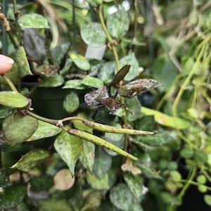 Hoya Seeds - Etsy